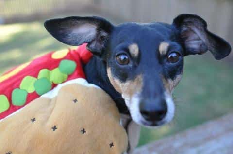 Cute Dachshunds