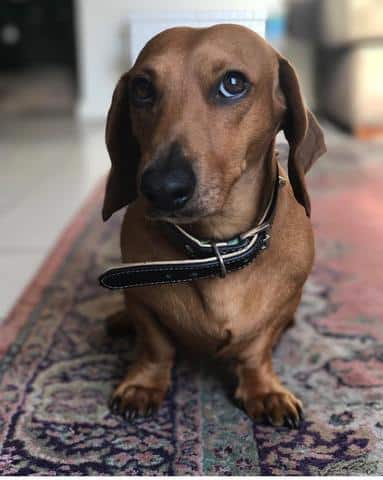 13 of the cutest darn dachshunds you've ever seen!