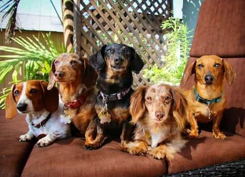 Cute dachshunds