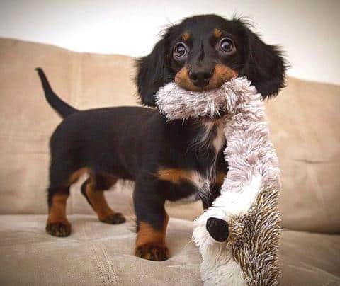 13 of the cutest darn dachshunds you've ever seen!