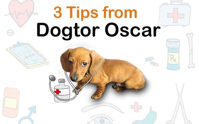 Dr. Oscar's tips for dachshund back health