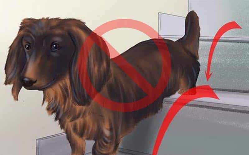 Dr. Oscar's tips for dachshund back health