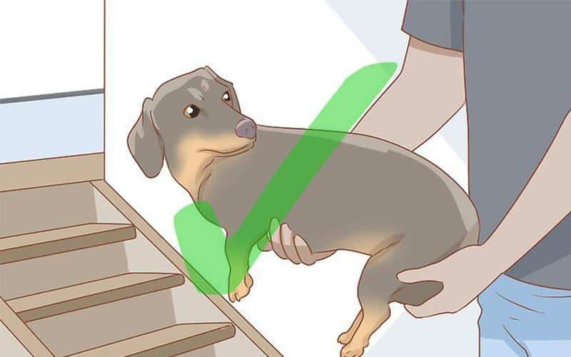 Dr. Oscar's tips for dachshund back health