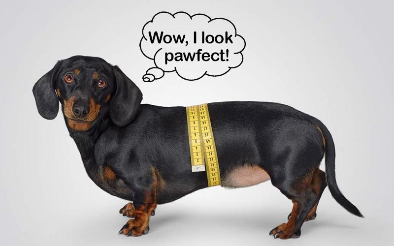 Dr. Oscar's Tips for Dachshund Back Health