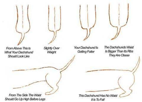 Wiener size chart