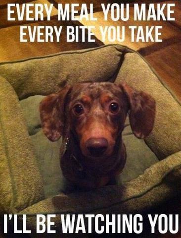 The best dachshund memes ever!