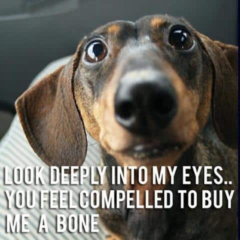 The best dachshund memes ever!