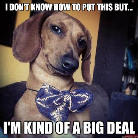 The best dachshund memes ever!