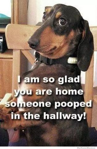 The Best Dachshund Memes Ever!