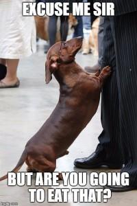 The Best Dachshund Memes Ever!