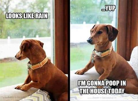 The Best Dachshund Memes Ever!