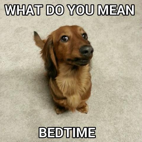 The best dachshund memes ever!