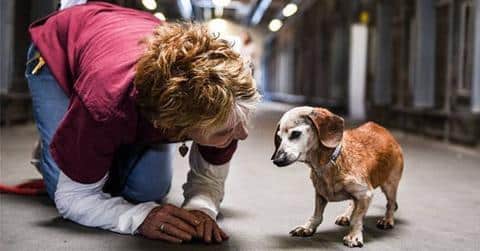 A Blind Dachshund’s Heartbreaking Story Goes Viral