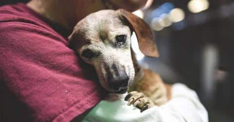 A blind dachshund's heartbreaking story goes viral