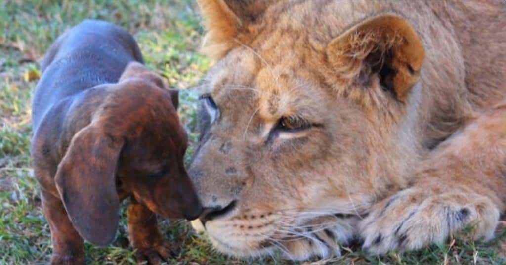 The disabled 500lb lion and his unlikely doggie friend