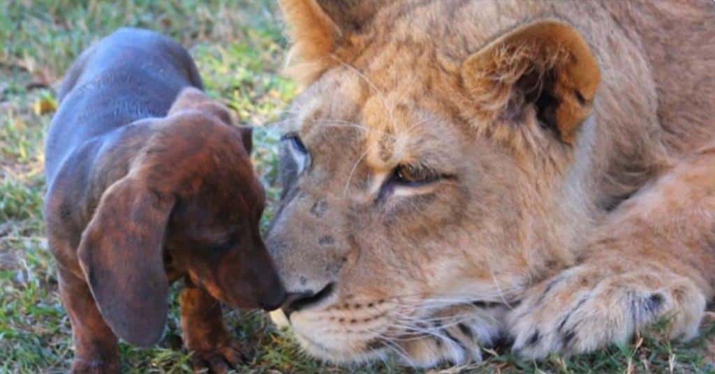 lion and his unlikely Doggie friend