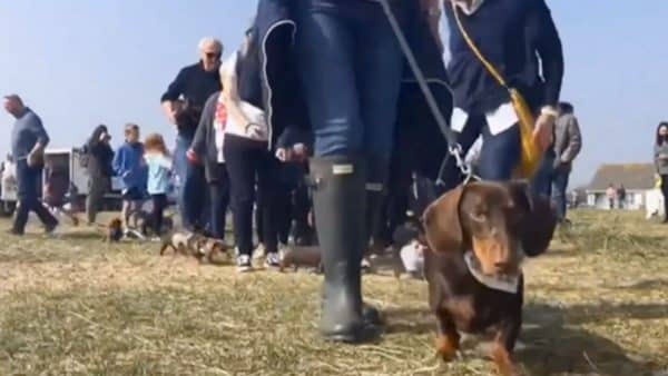 Over 400 doxies attend the annual dachshund beach party!