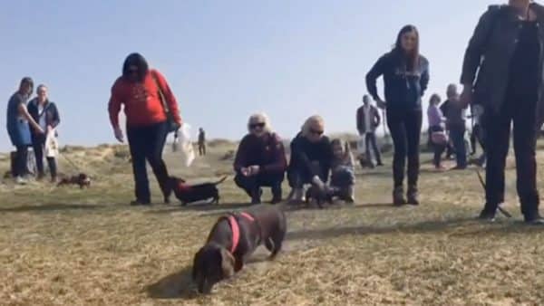 Over 400 doxies attend the annual dachshund beach party!