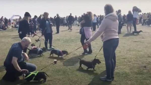 Over 400 Doxies Attend the Annual Dachshund Beach party!