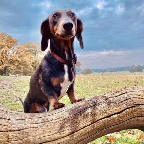 Blue dachshund: the colorful doggo