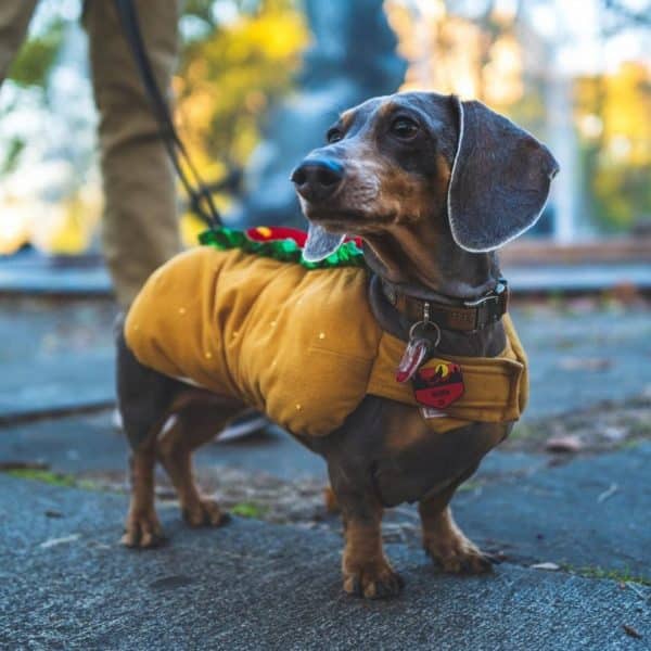 Blue dachshund: the colorful doggo