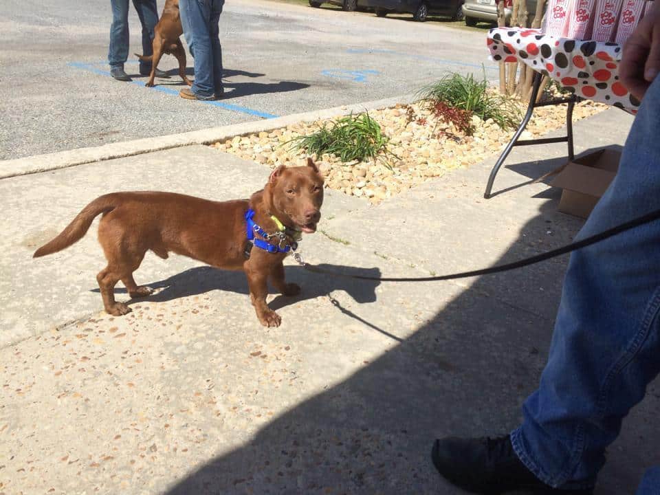 Pitbull dachshund mix