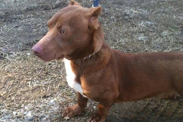 dachshund pitbull mix