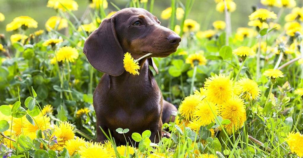 3 science-based reasons: why owning a dachshund is great for your health