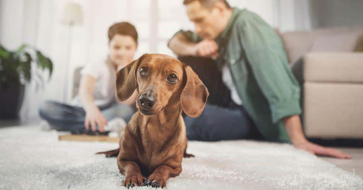 Owning a dachshund is great for your health
