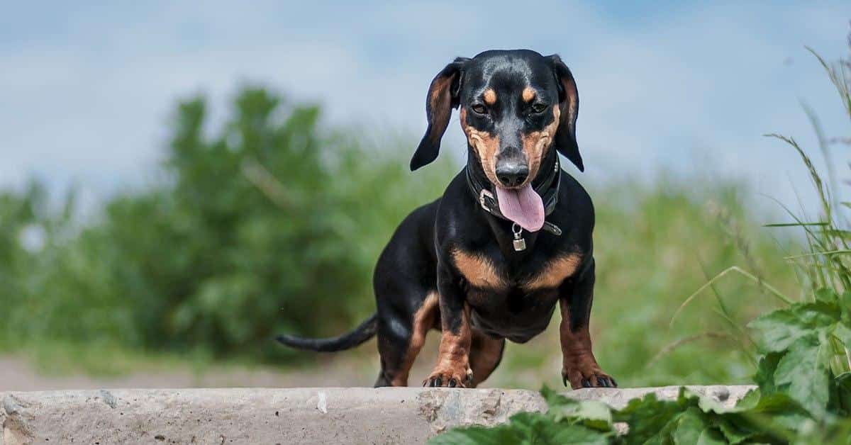 dachshund vitamins