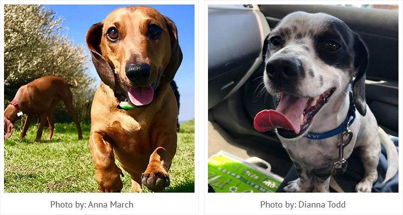 We asked fans to post the last picture of their Dachshund – the results are hilarious!