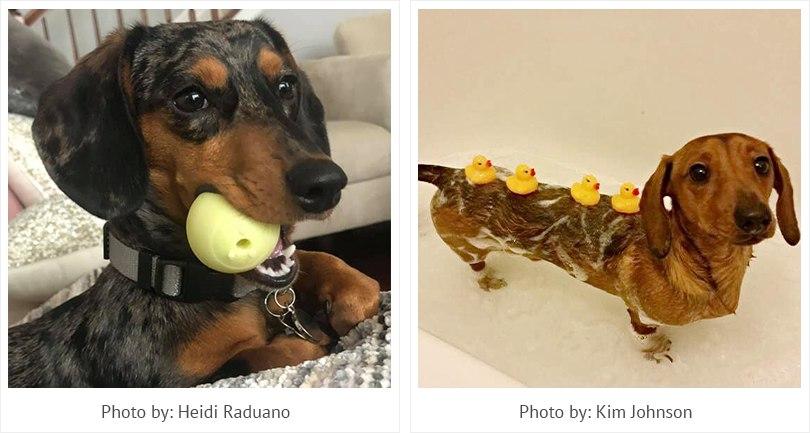 Cute Dachshunds