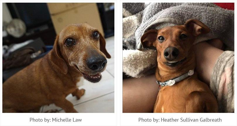 Smiling Dachshunds