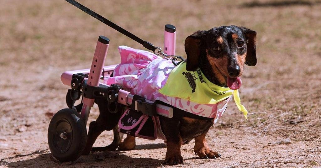A paralyzed dachshund's healing effect on her pet parent