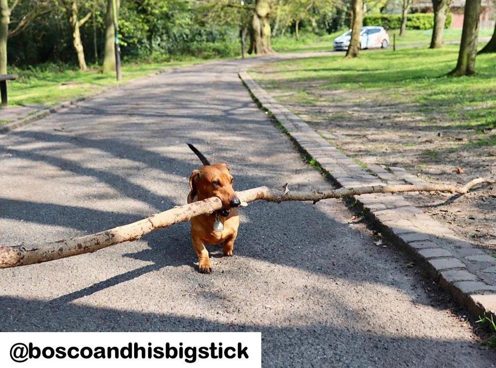 Mini dachshund love to carry big sticks