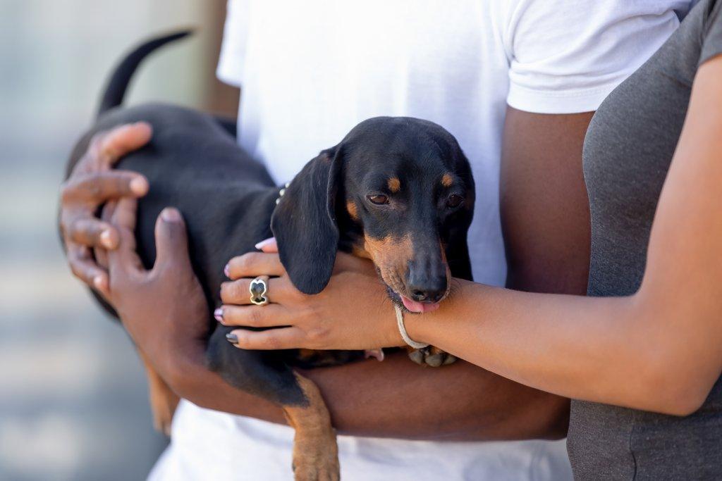 how to hold a dachshund correctly