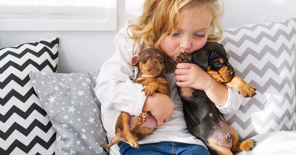 How to hold a dachshund dog