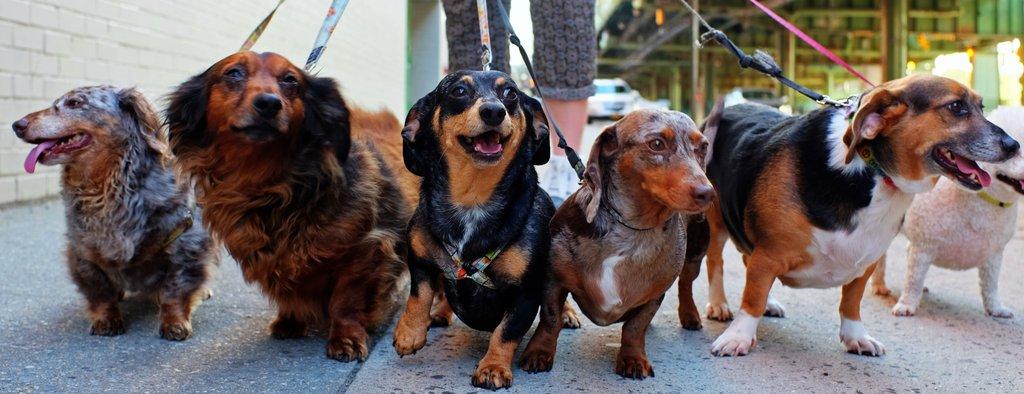 Tips and tricks for keeping your dachshund in shape