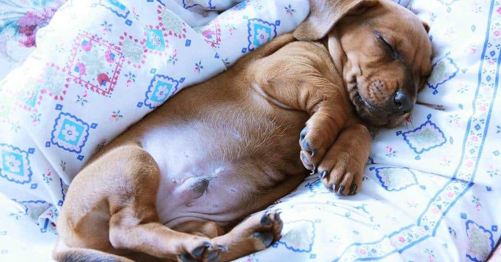 The top 5 Doxie Nap Positions – With Pictures