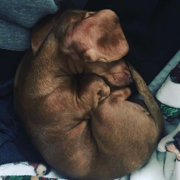 The top 5 Doxie Nap Positions - With Pictures