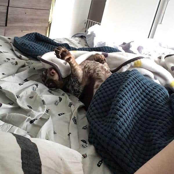 The top 5 doxie nap positions - with pictures