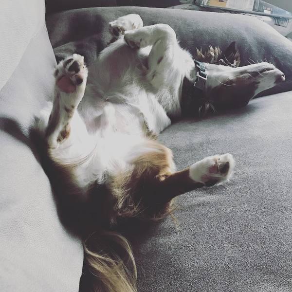 The top 5 doxie nap positions - with pictures