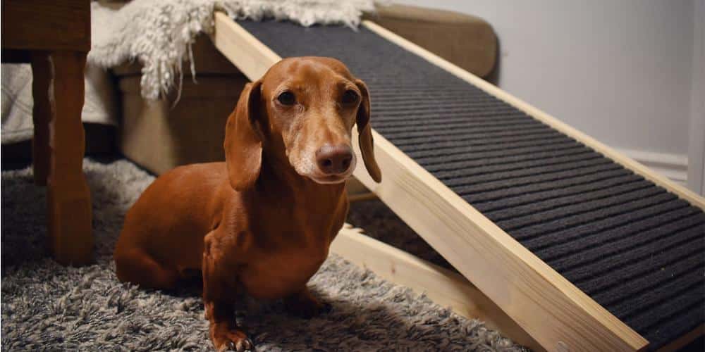 diy dachshund ramp
