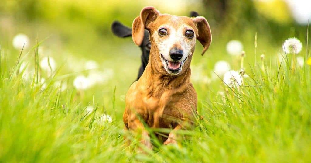 3 Important Tips for Dachshund Owners