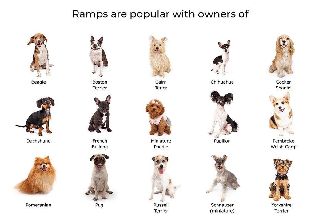Dog ramp for breeds