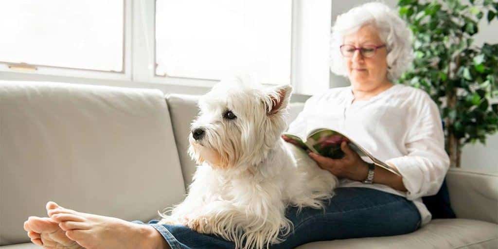 Senior dogs dog ramp