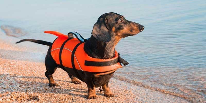 gift ideas for dachshund lovers