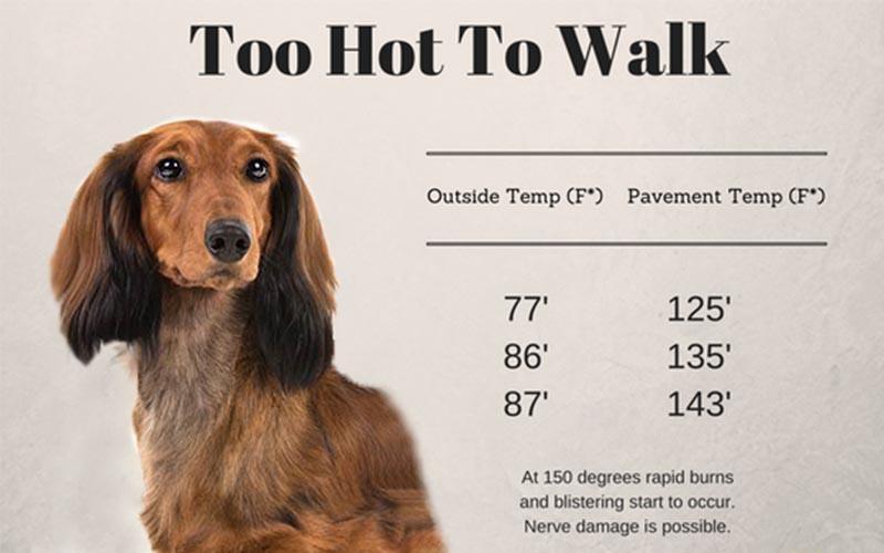 5 ways to keep your dachshund cool in the summer