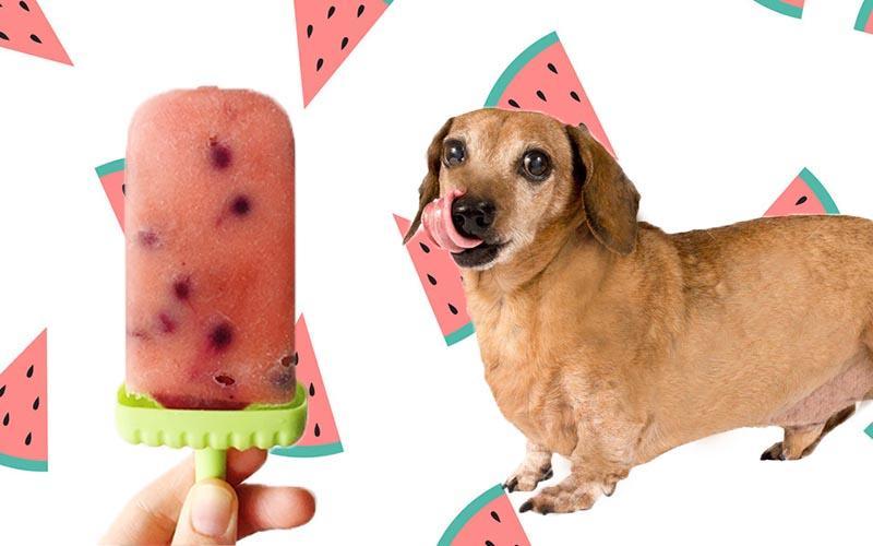 5 ways to keep your dachshund cool in the summer