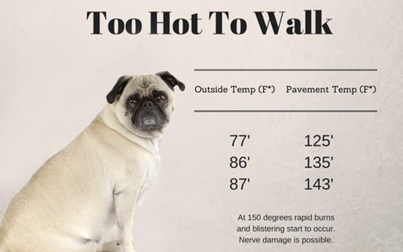 5 ways to keep your dog cool in the summer